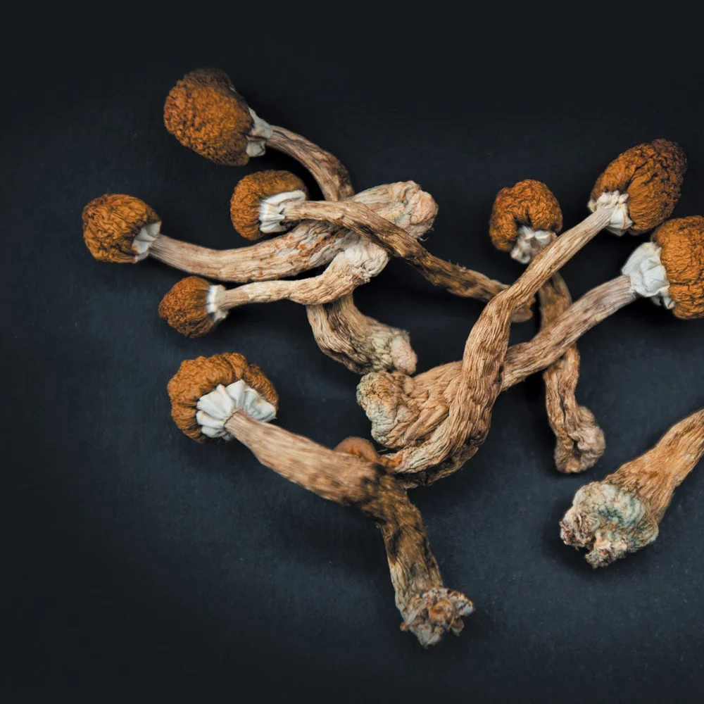 Do Psilocybin Mushrooms Go Bad? Shelf Life, Storage Tips, and Safety Guide